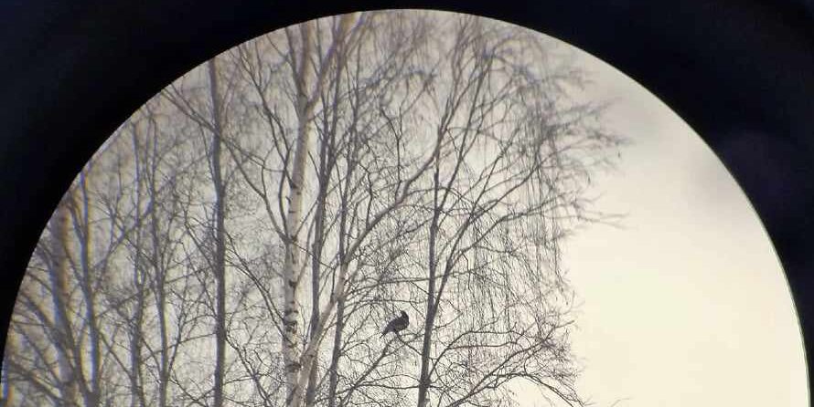 Linnugiidi koolitus – 3. sessioon